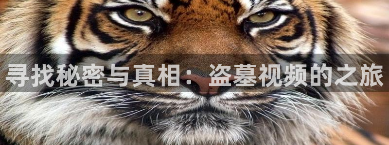 久久视频偷拍：寻找秘密与真相：盗墓视频的之旅